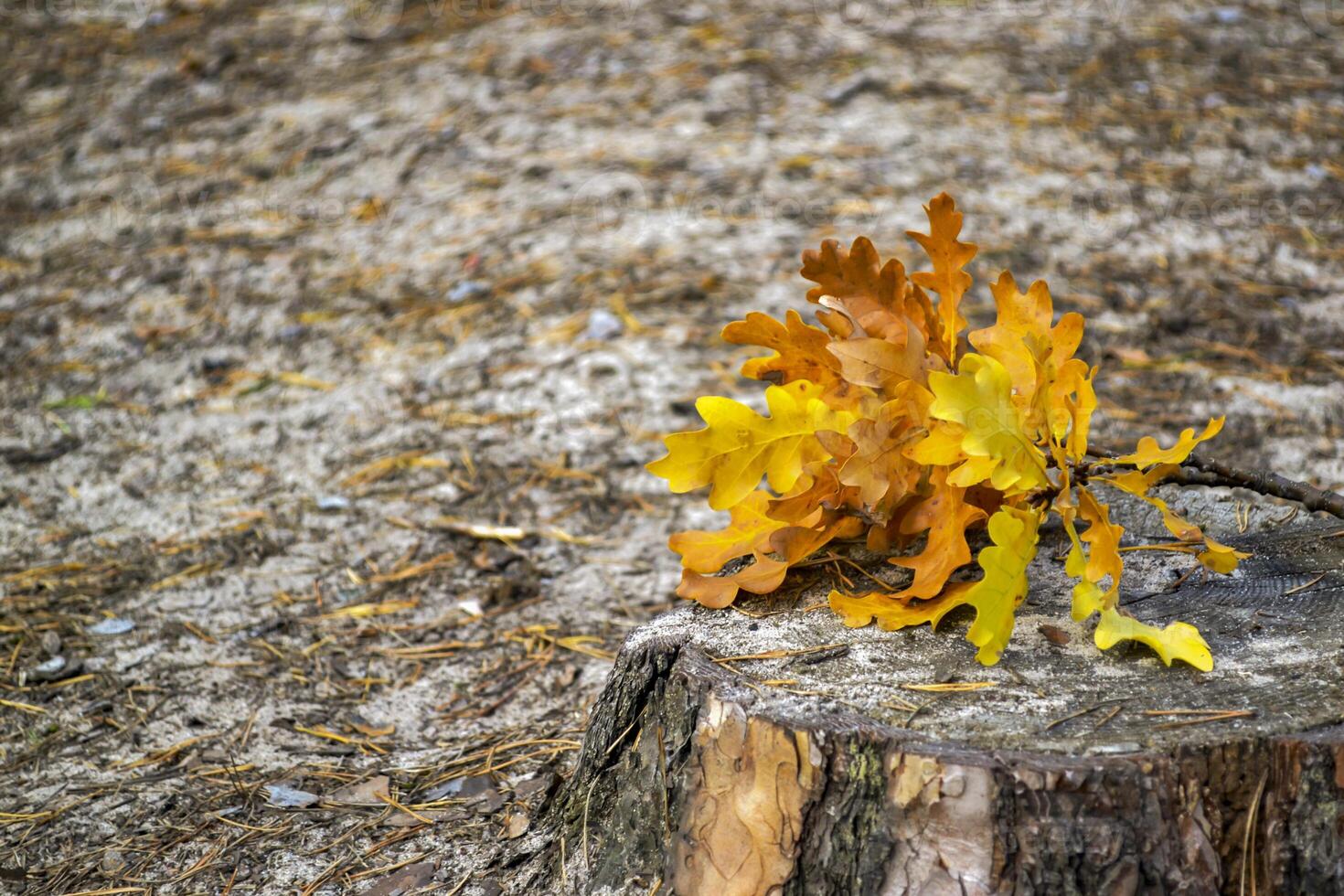 il giallo le foglie di un quercia albero. caduto le foglie. quercia le foglie su il terra. foto