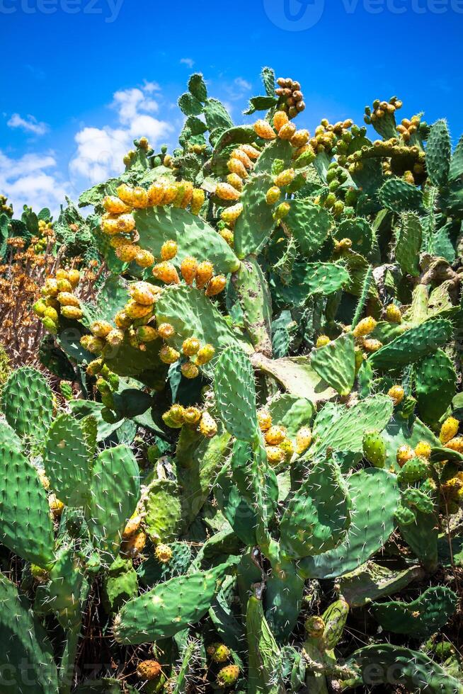 spinoso Pera cactus pianta opuntia ficus-indica foto