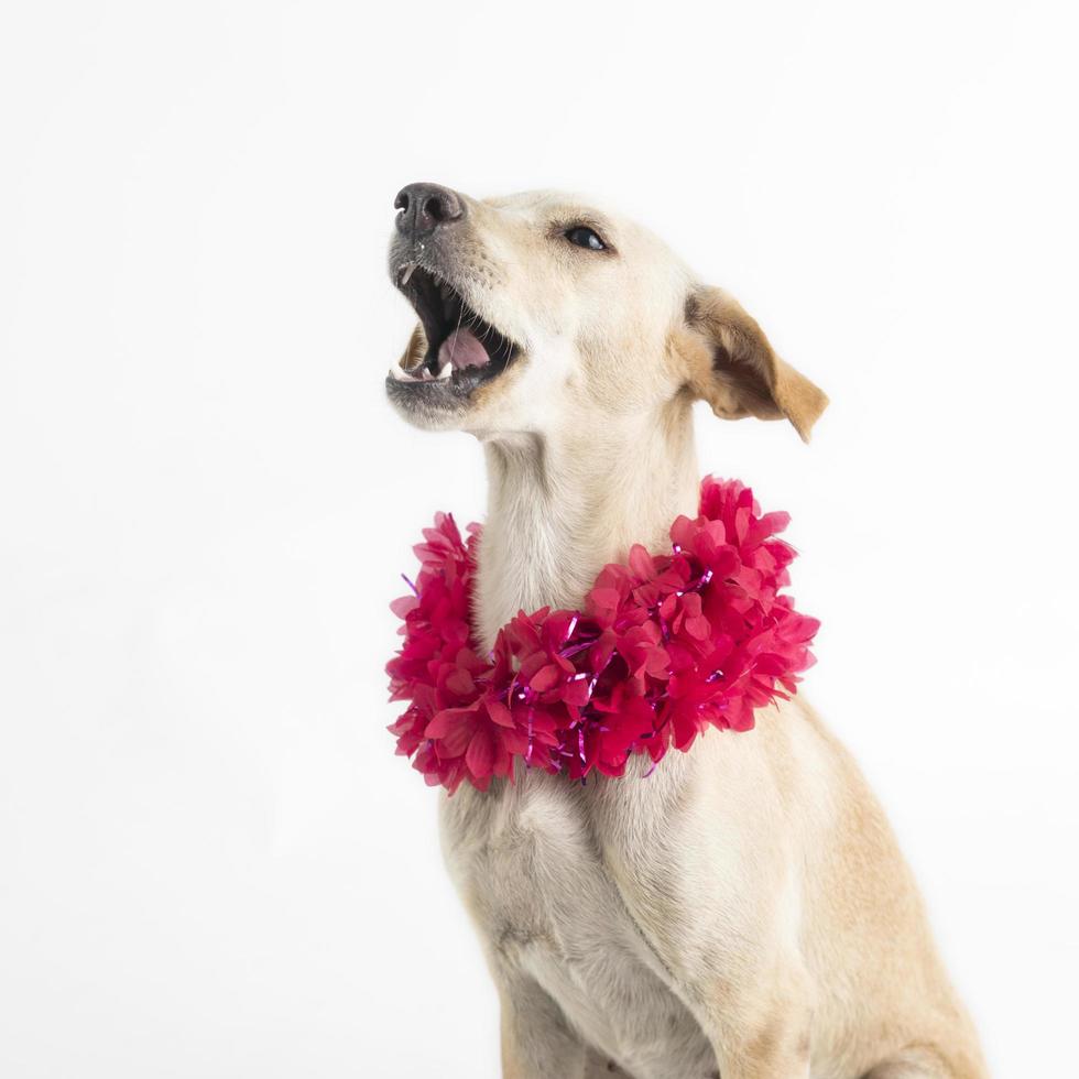 cane di razza mista felice e curioso, isolato su uno sfondo bianco con un collare di fiori foto