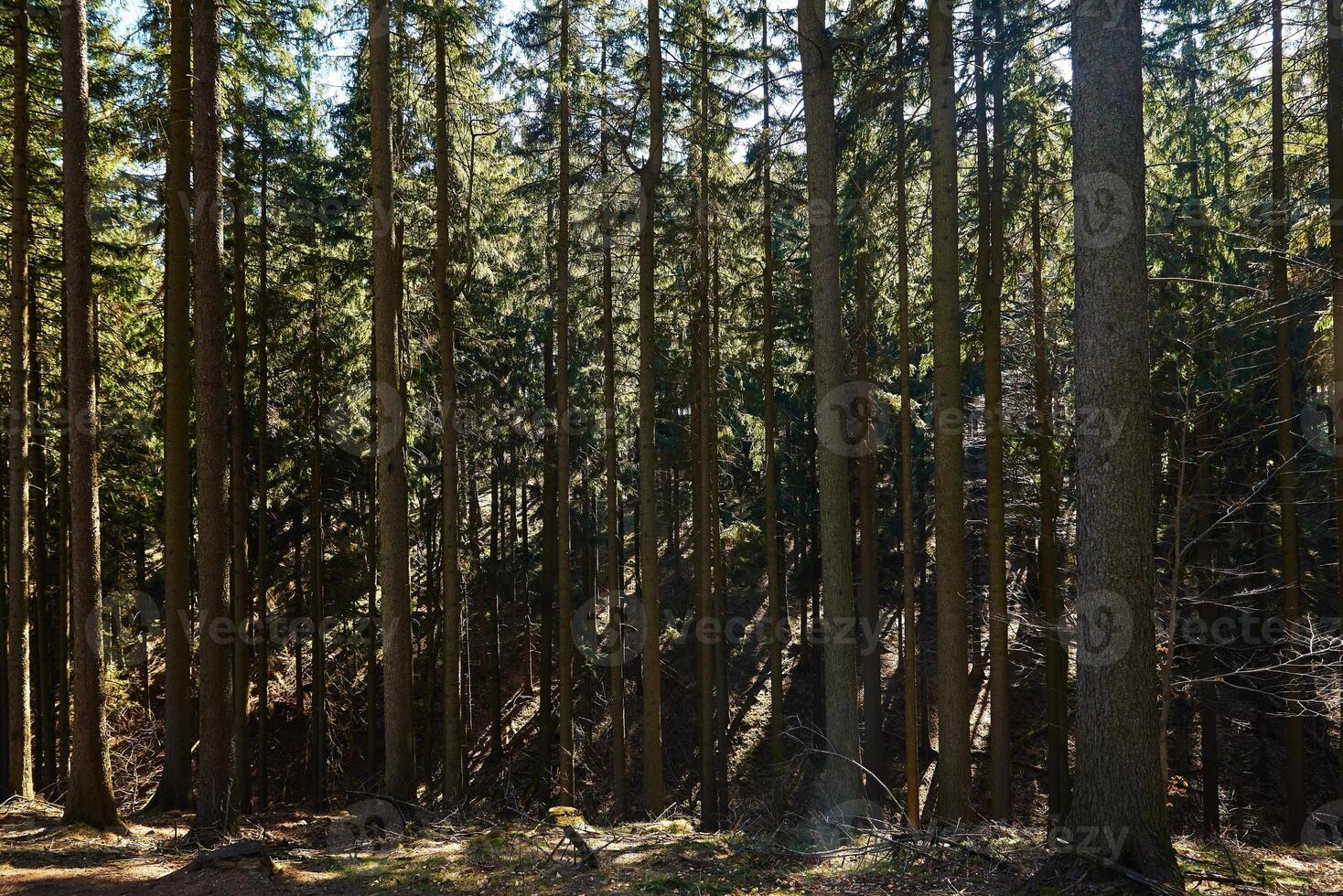 bellissimo foresta paesaggio con verde alberi nel estate giorno foto