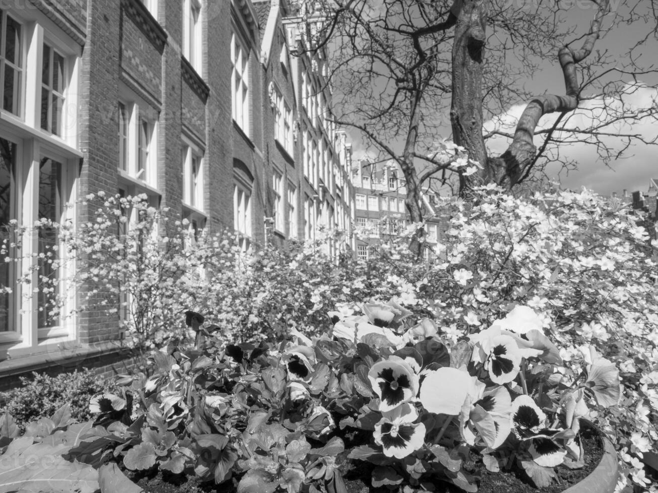 primavera tempo nel amsterdam foto