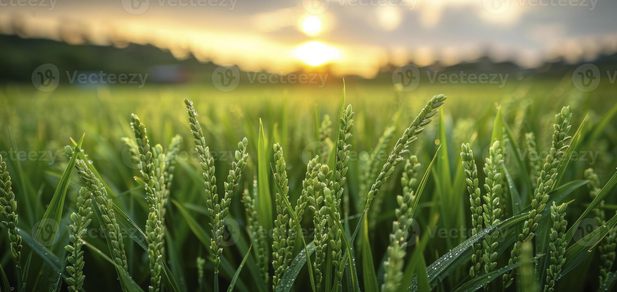 ai generato biologico riso agricoltura, selettivo messa a fuoco su orecchio di riso nel lussureggiante verde risaia campo, riflettendo il bellezza di pianta coltivazione nel Asia. foto