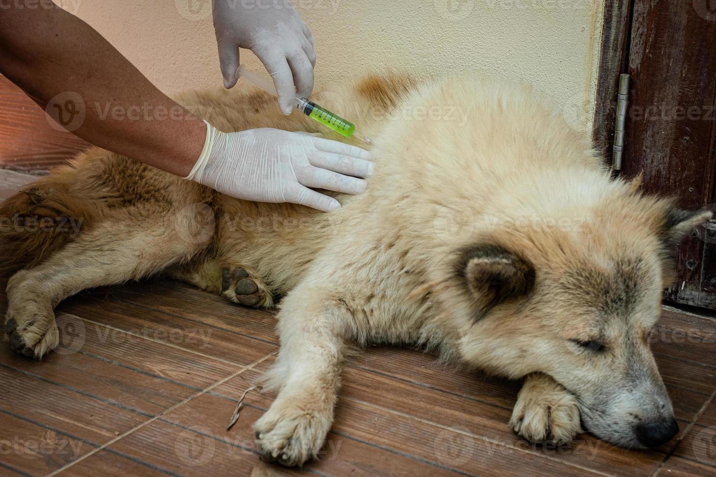 mani del veterinario che fa l'iniezione di vaccino alla specie di cane thai bang kaew foto