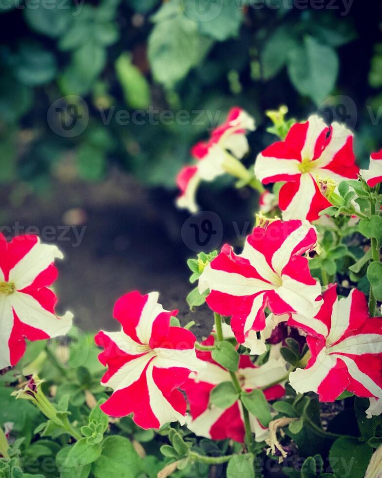 petunia fiori nel il giardino con filtro effetto retrò Vintage ▾ stile. foto