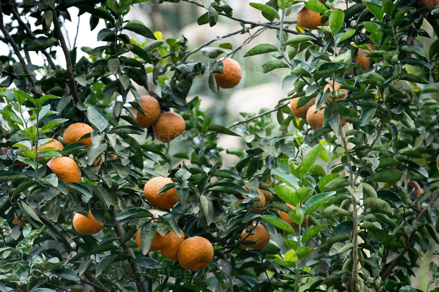 maturo mandarini su il rami di un' albero nel il giardino foto