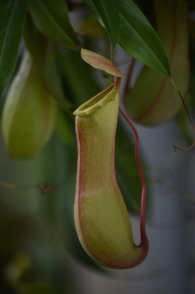 bellissimo fioritura fiore nel giardino foto