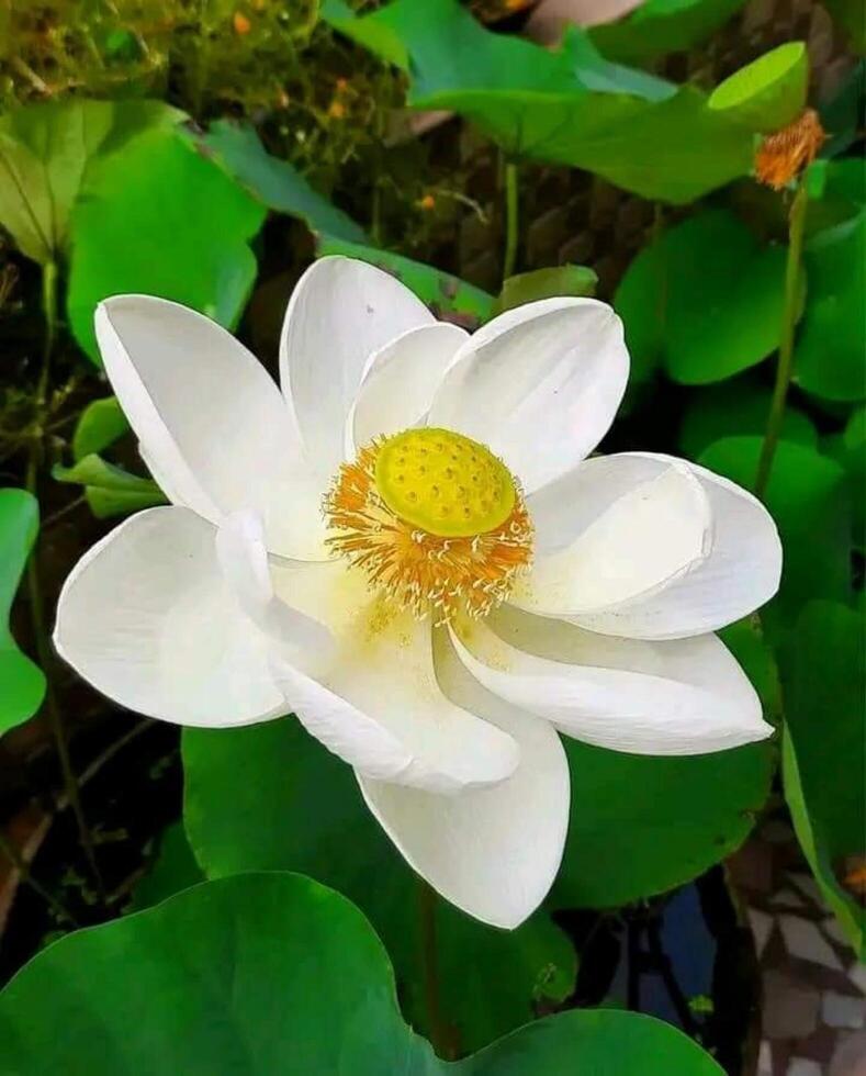 bellissimo fioritura fiore nel giardino foto