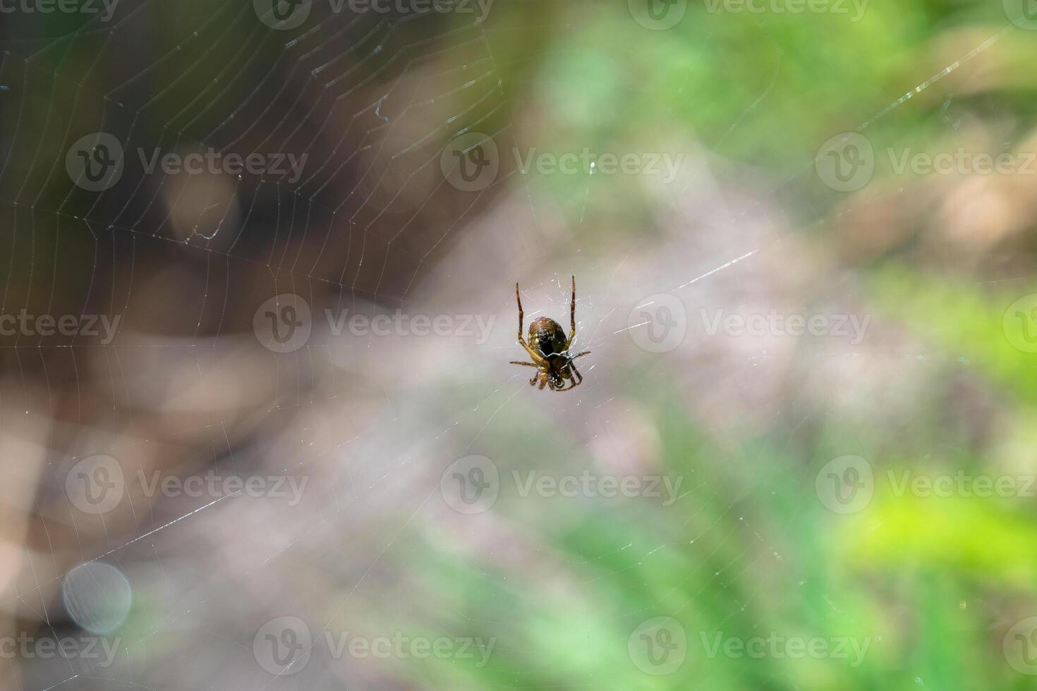 un' ragno posatoi nel suo nido nel il mattina in attesa per preda foto