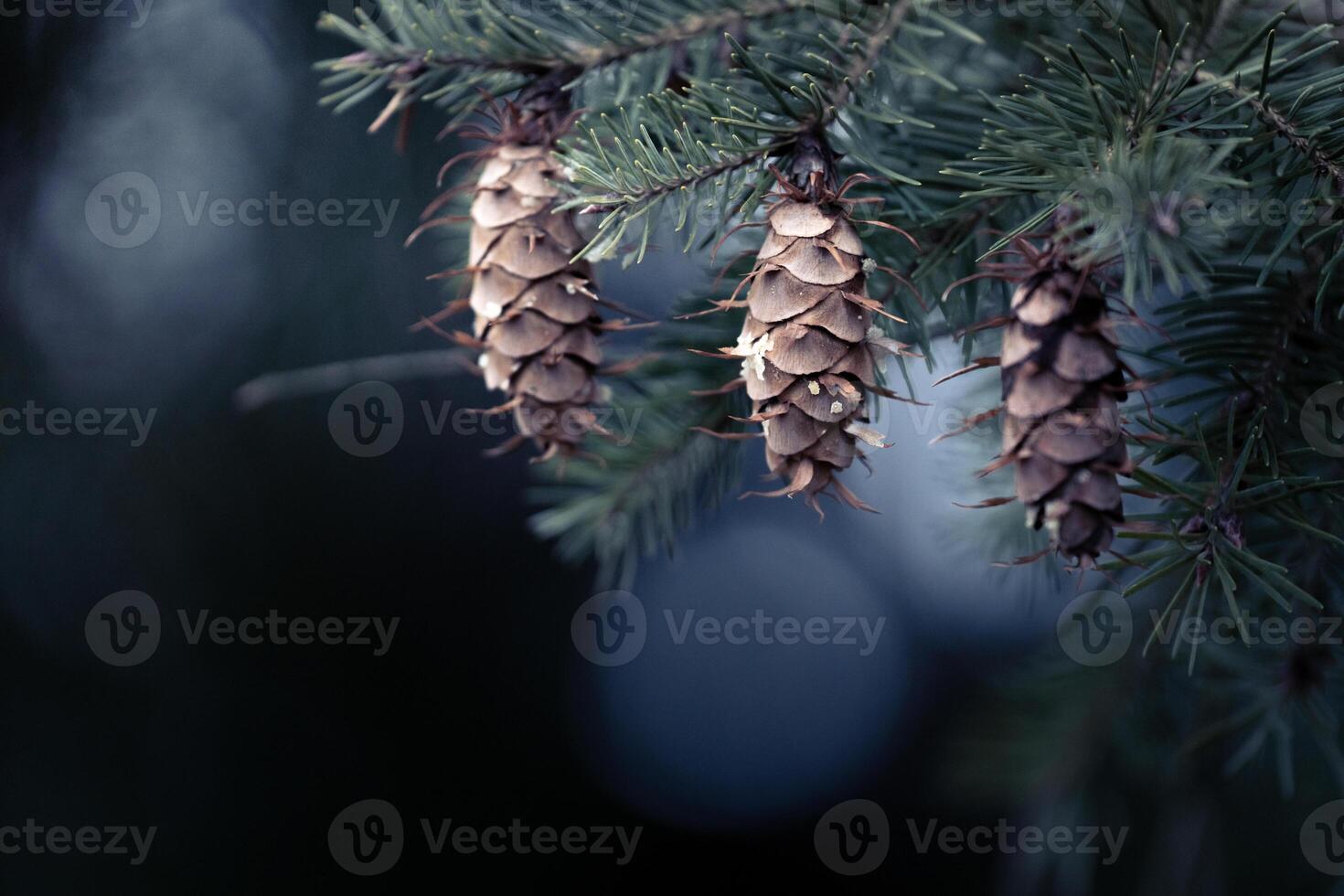 3 pigne sospeso via il ramo di e sempreverde albero blu colore per sfondo foto