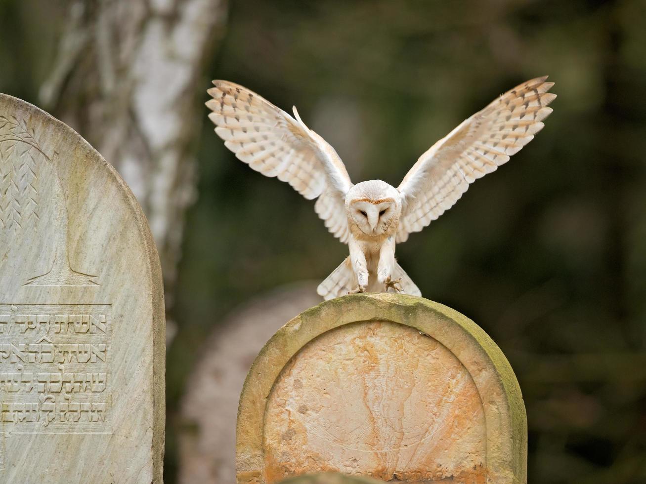 barbagianni, tyto alba foto