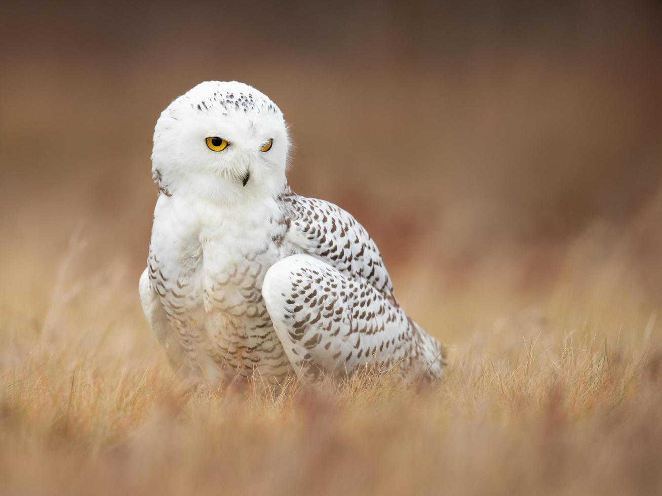 civetta delle nevi, bubo scandiacus foto