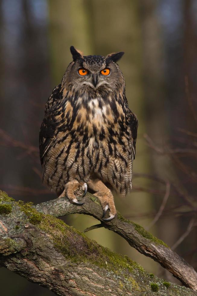 gufo reale eurasiatico, bubo bubo foto