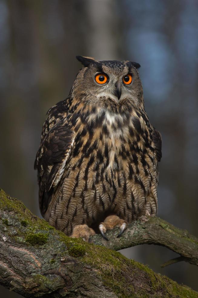 gufo reale eurasiatico, bubo bubo foto