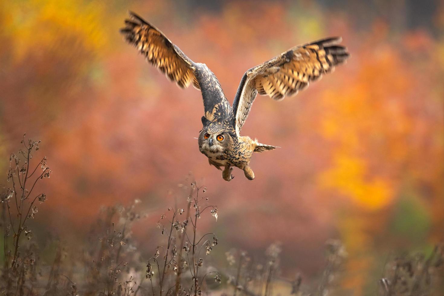 gufo reale eurasiatico, bubo bubo foto