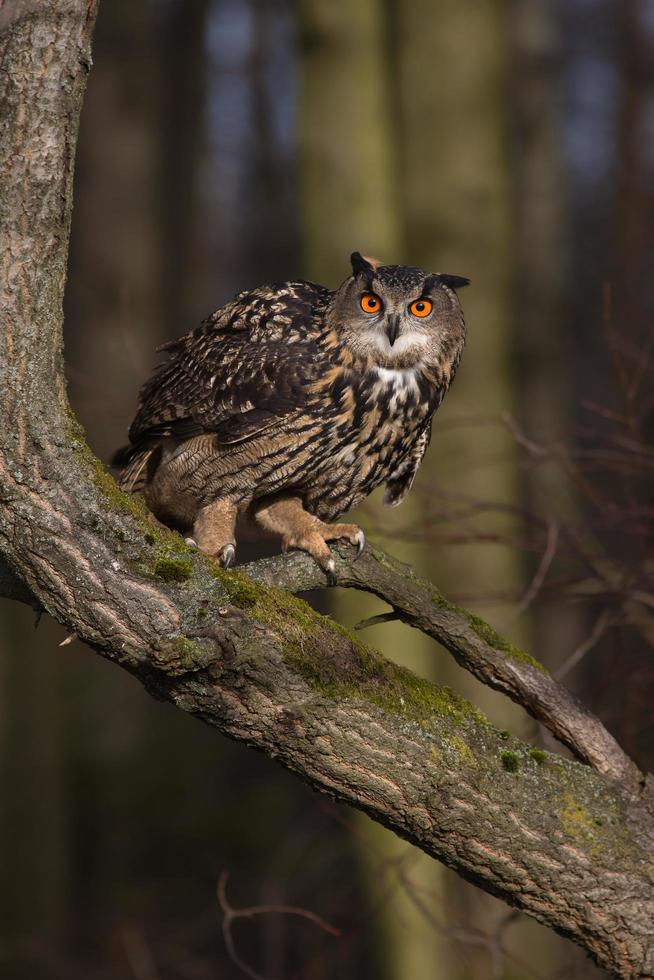 gufo reale eurasiatico, bubo bubo foto