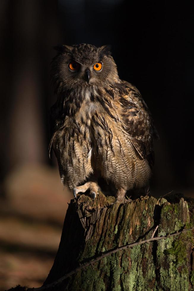 gufo reale eurasiatico, bubo bubo foto