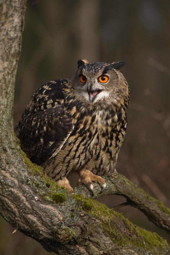 gufo reale eurasiatico, bubo bubo foto