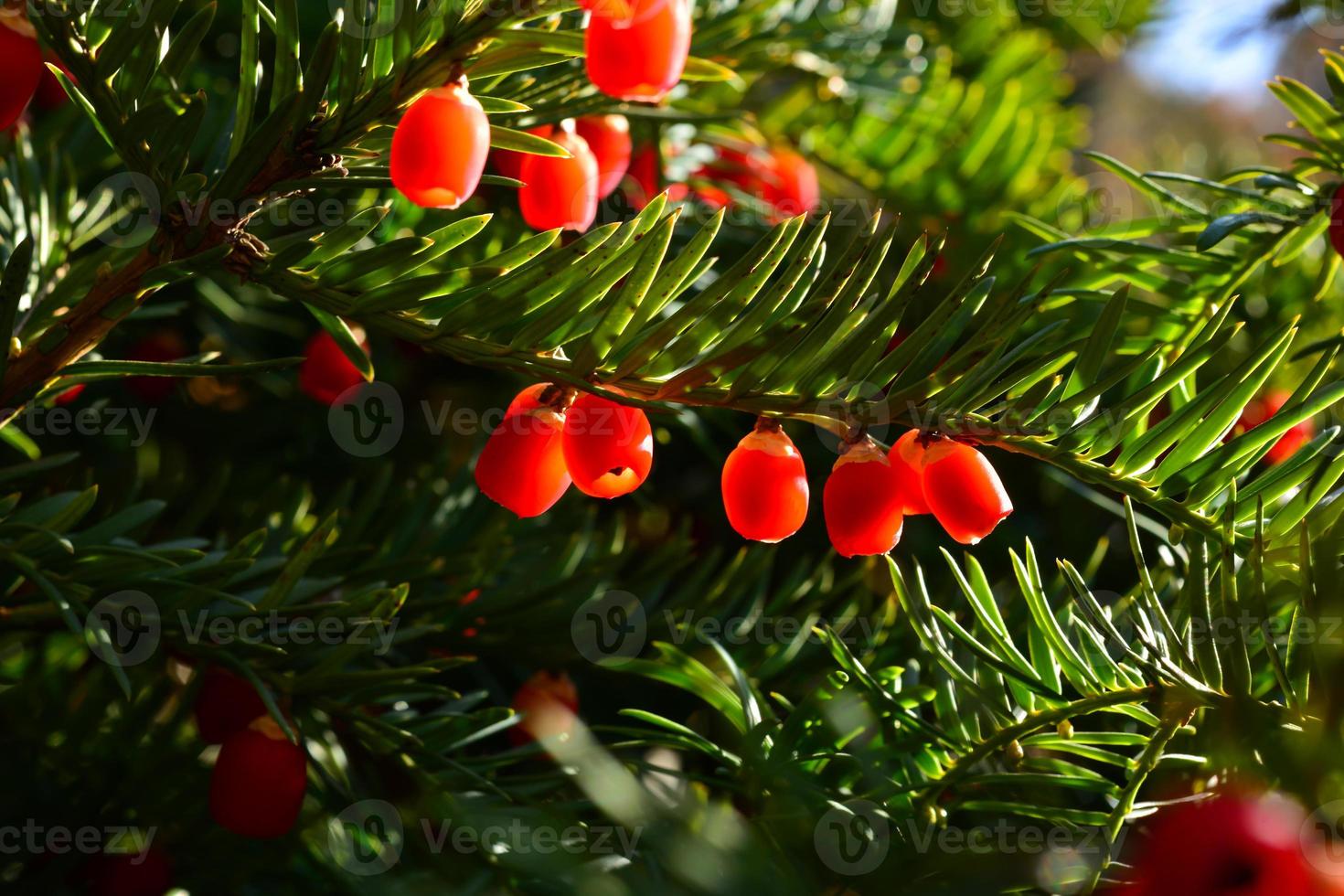 bacche rosse che crescono su un albero di tasso sempreverde alla luce del sole, albero di tasso europeo foto