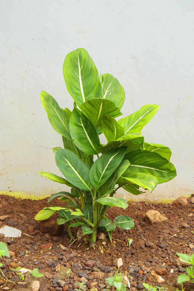 aglaonema siam re ornamentale pianta avvicinamento foto