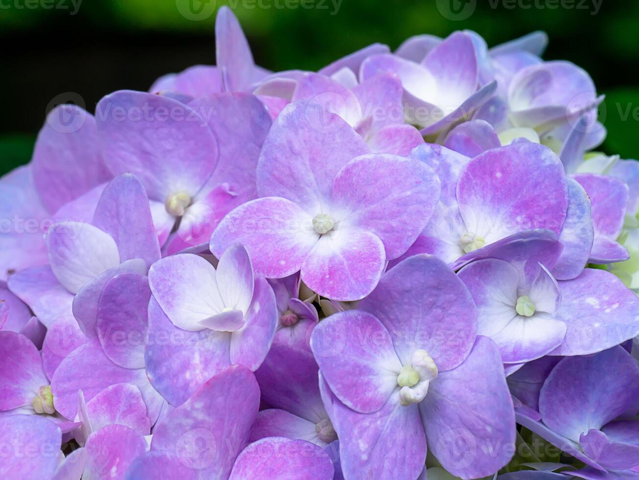 vicino fiore di ortensia foto