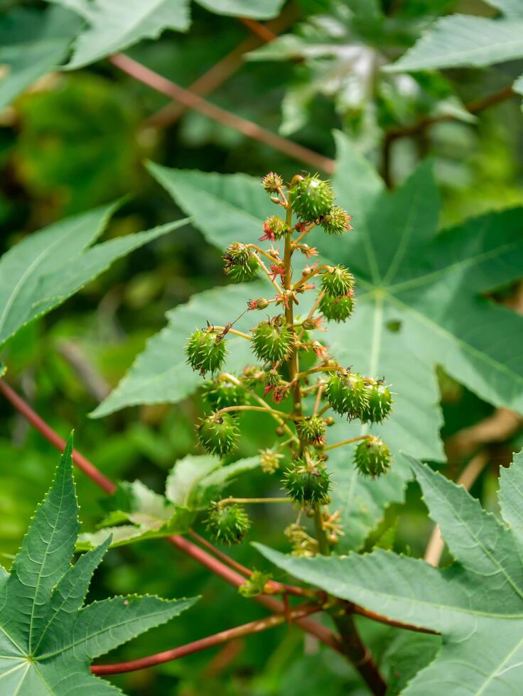 vicino su di ricinus comunis. foto