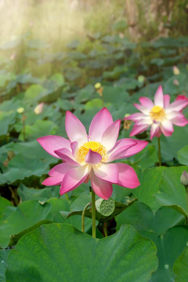 vicino su rosa loto fiore. foto