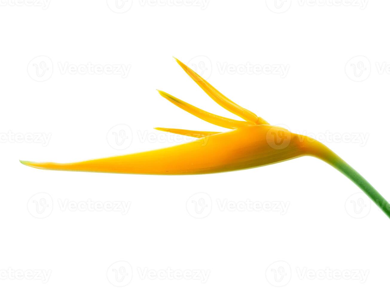 vicino su heliconia fiore foto