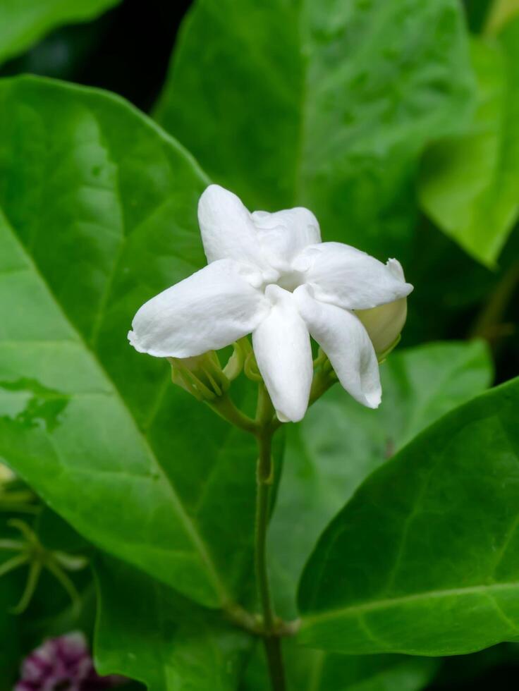 vicino su di gelsomino fiore. foto