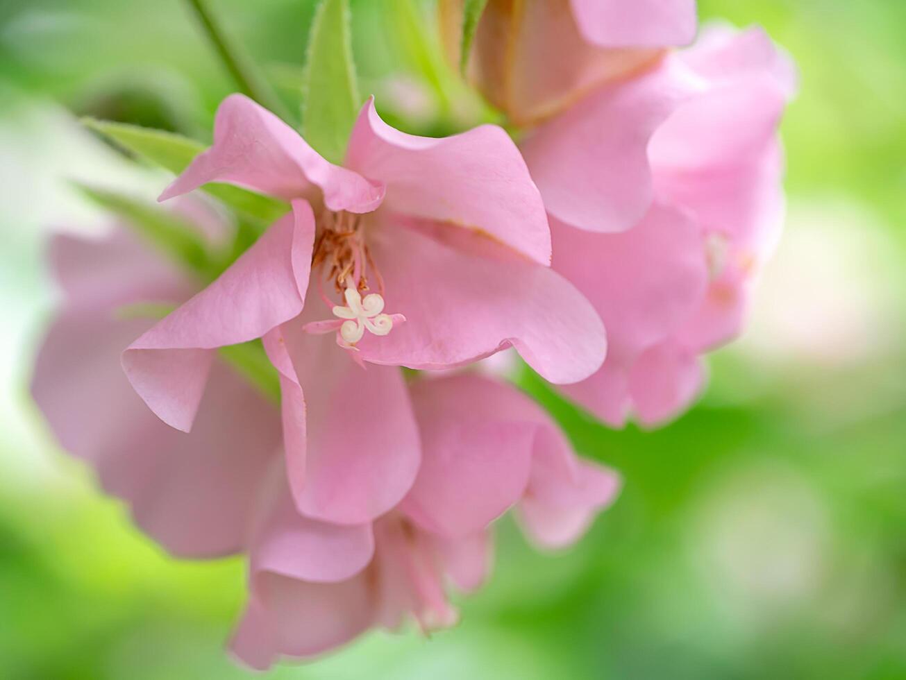 vicino su di rosa dombeya fiore foto