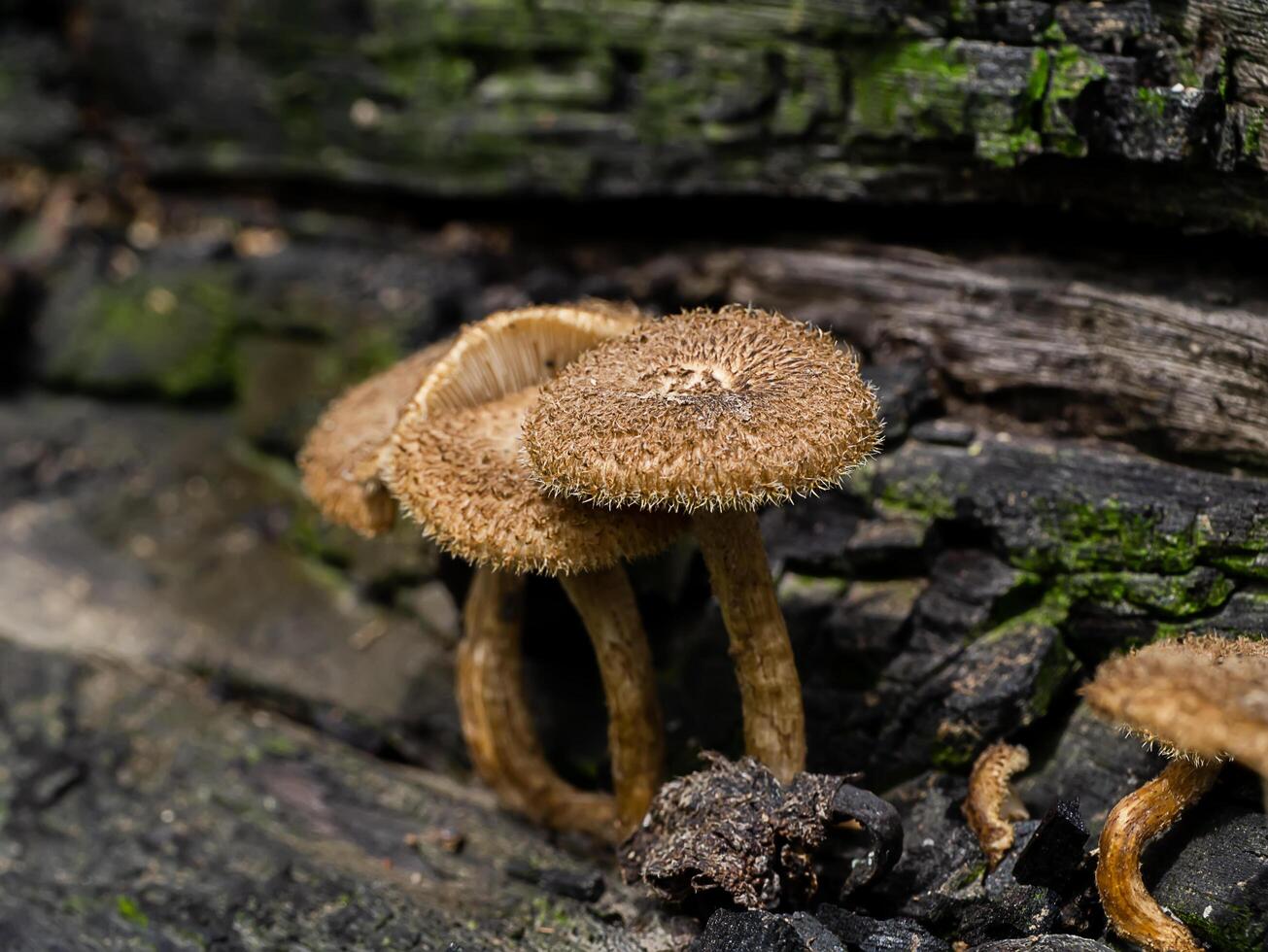 vento fungo su albero foto