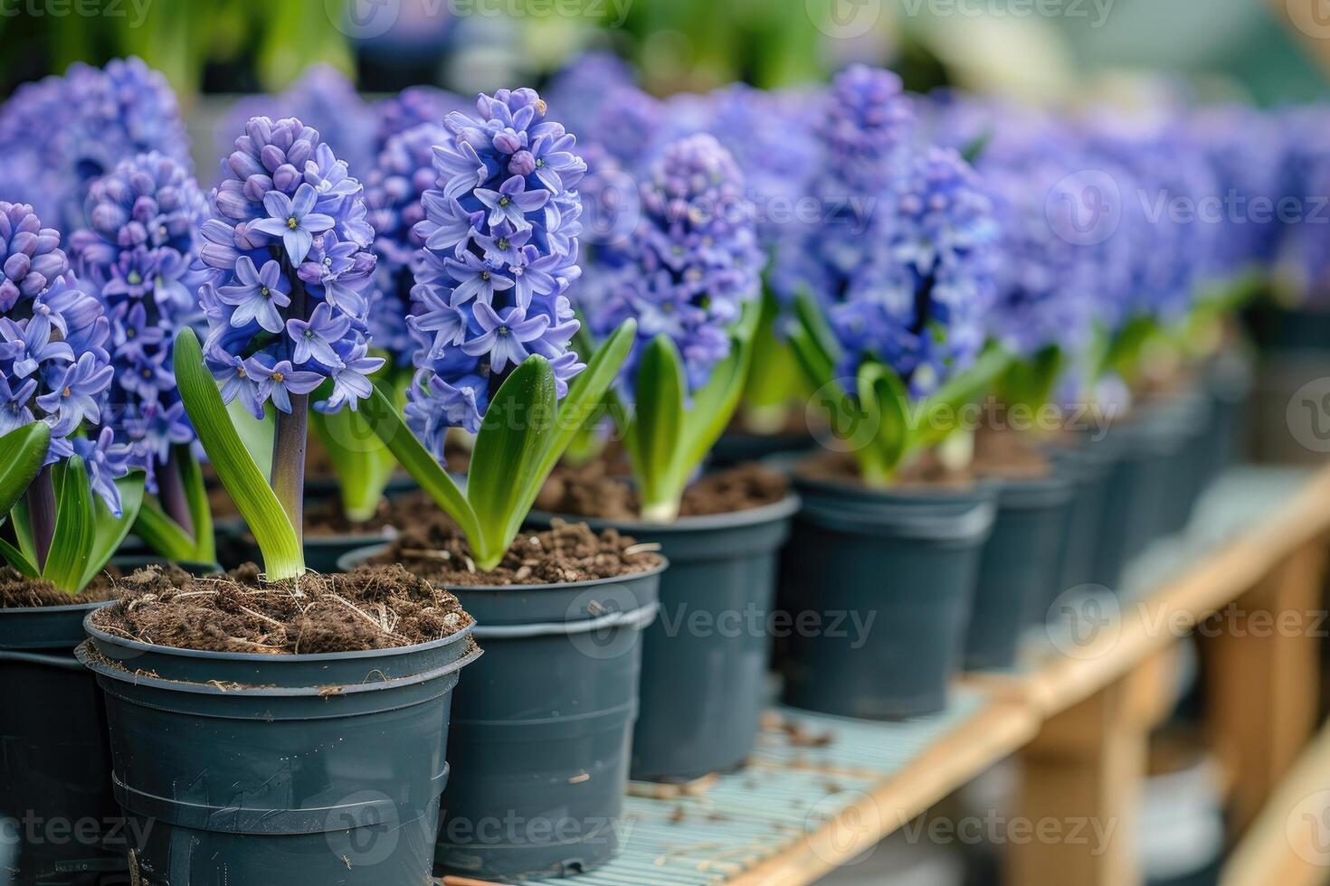 ai generato molti blu viola fioritura giacinti nel pentole siamo visualizzato su mensola nel floristica memorizzare o a strada mercato. foto