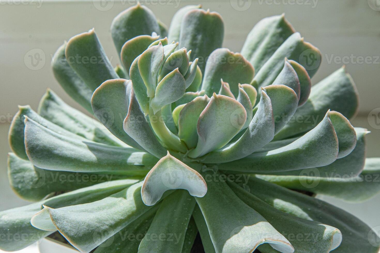 riproduzione di il fiore echeveria blu cigno. il vegetativo processi di un' fiore è un' bambino. in crescita succulente e cactus. floricoltura. germoglio avvicinamento. frondoso verde sfondo foto