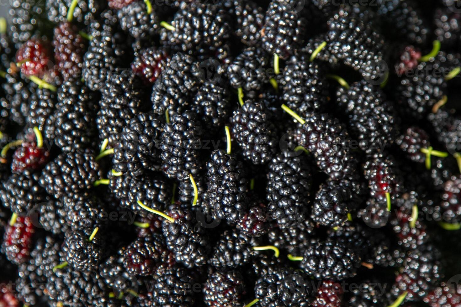 gelso frutti di bosco. mora raccogliere nel estate. frutta cibo sfondo. foto