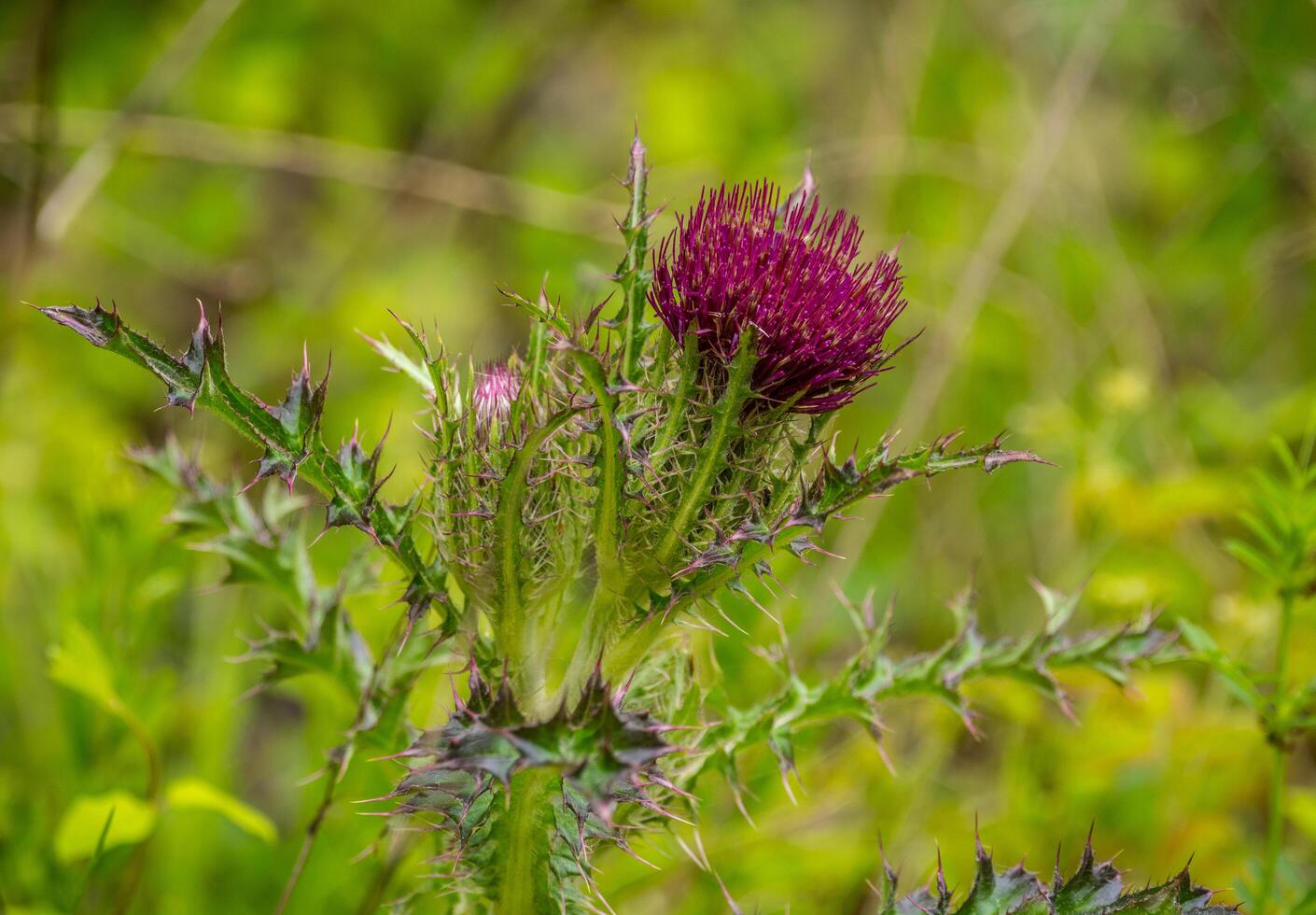 cardo fiore avvicinamento foto