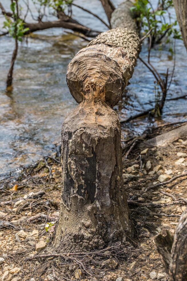 castoro distruzione su un' albero avvicinamento foto