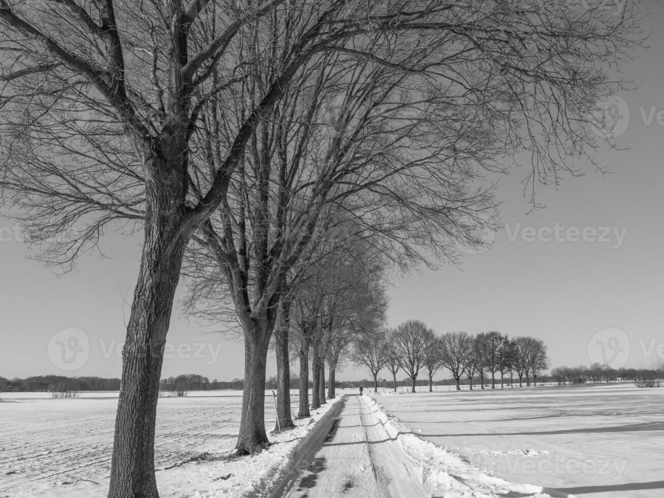 il Tedesco Münsterland foto