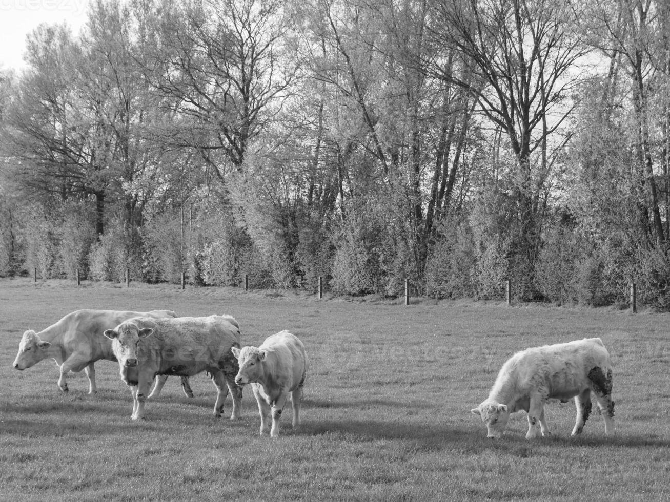 il Tedesco Münsterland foto