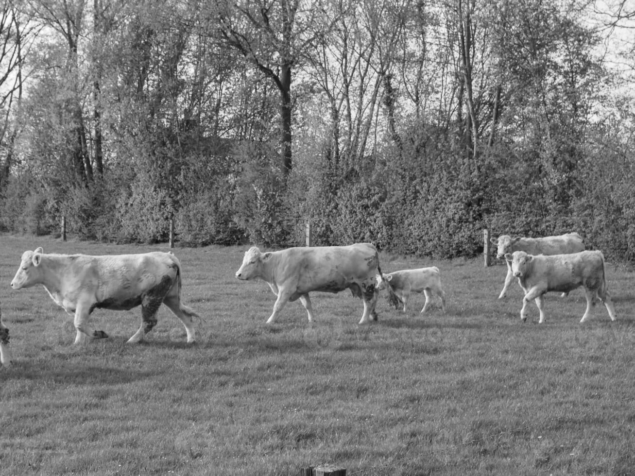 il Tedesco Münsterland foto