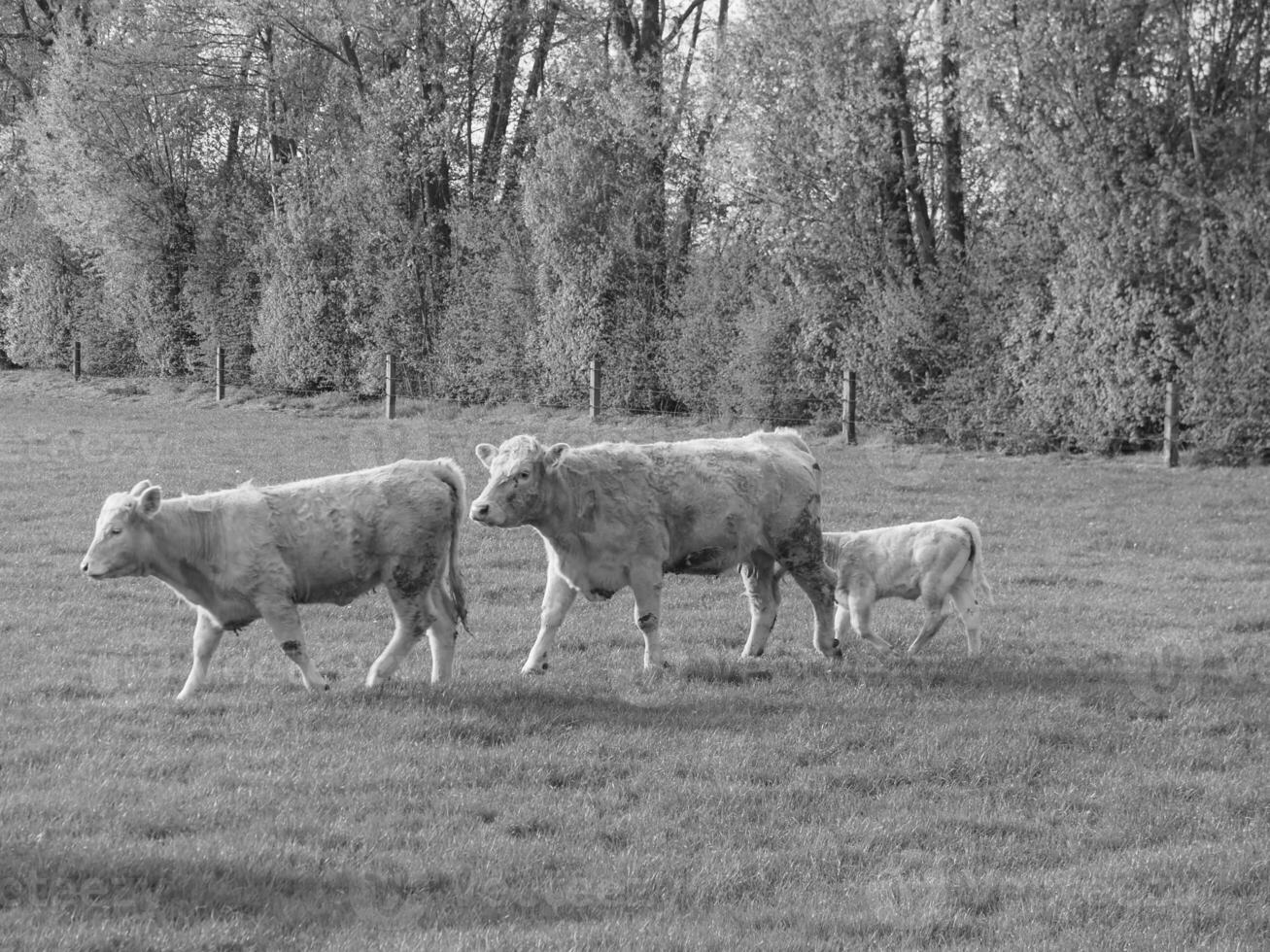 il Tedesco Münsterland foto