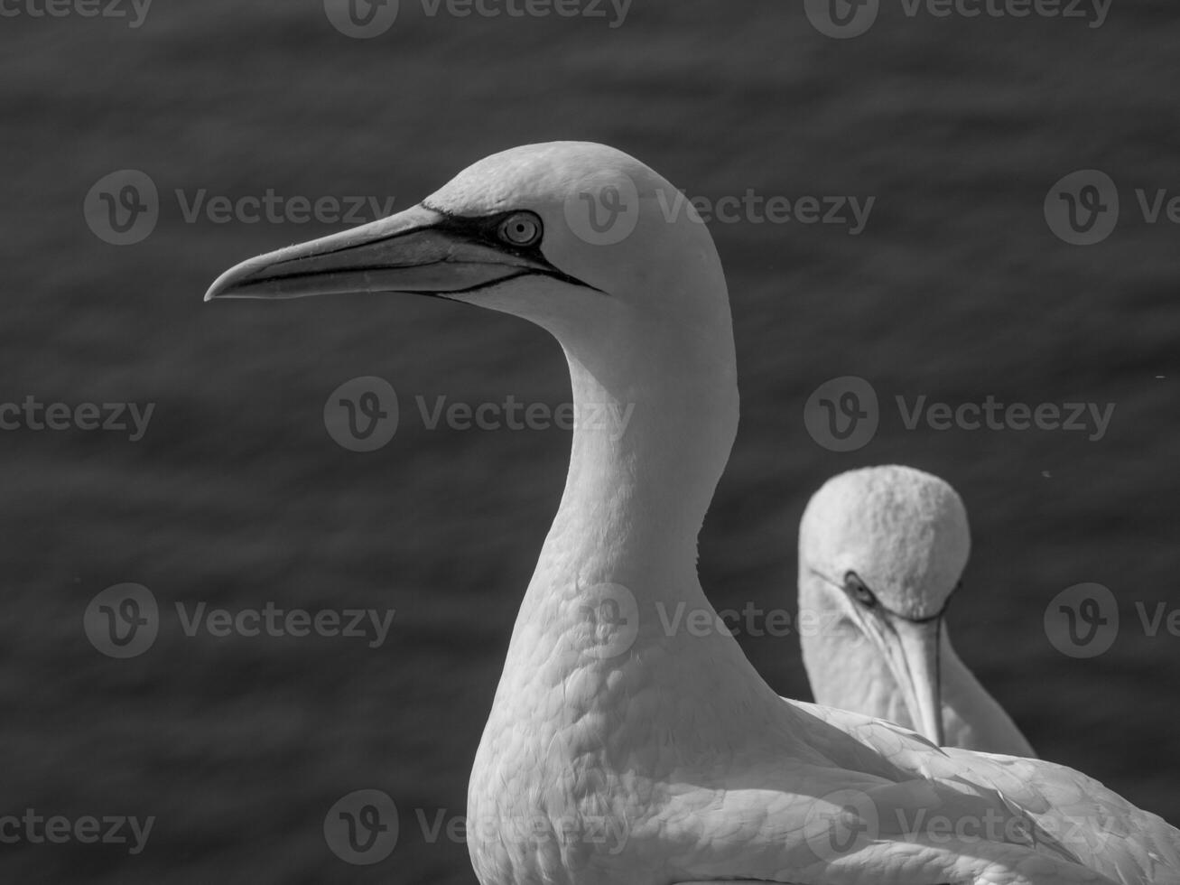 l'isola di Helgoland foto