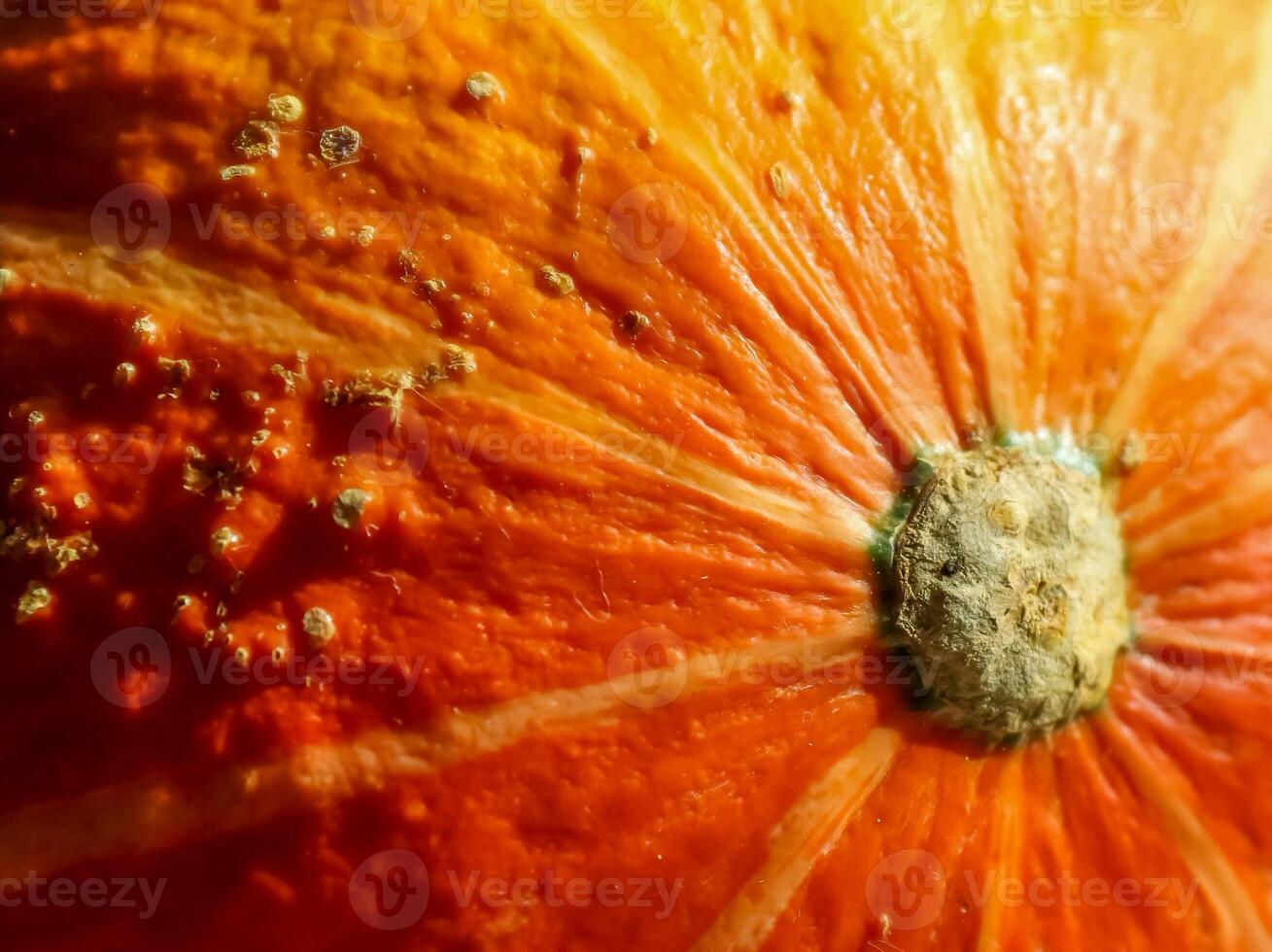 bella zucca arancione su uno sfondo di legno durante l'halloween con spazio di copia foto