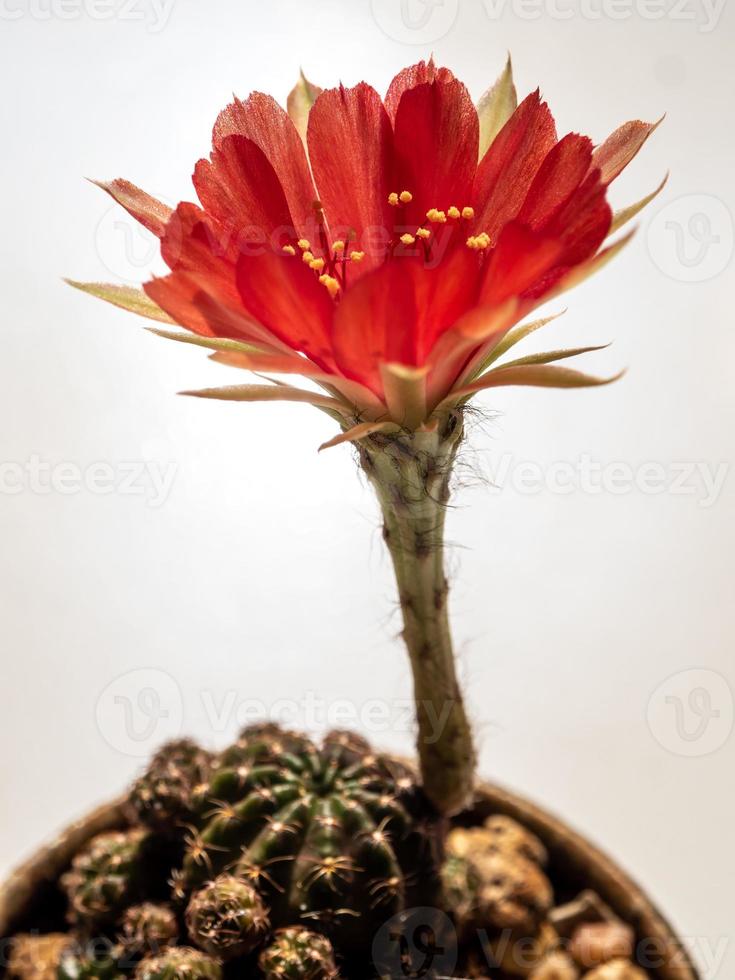 petalo delicato di colore rosso con soffice peloso di fiore di cactus echinopsis foto