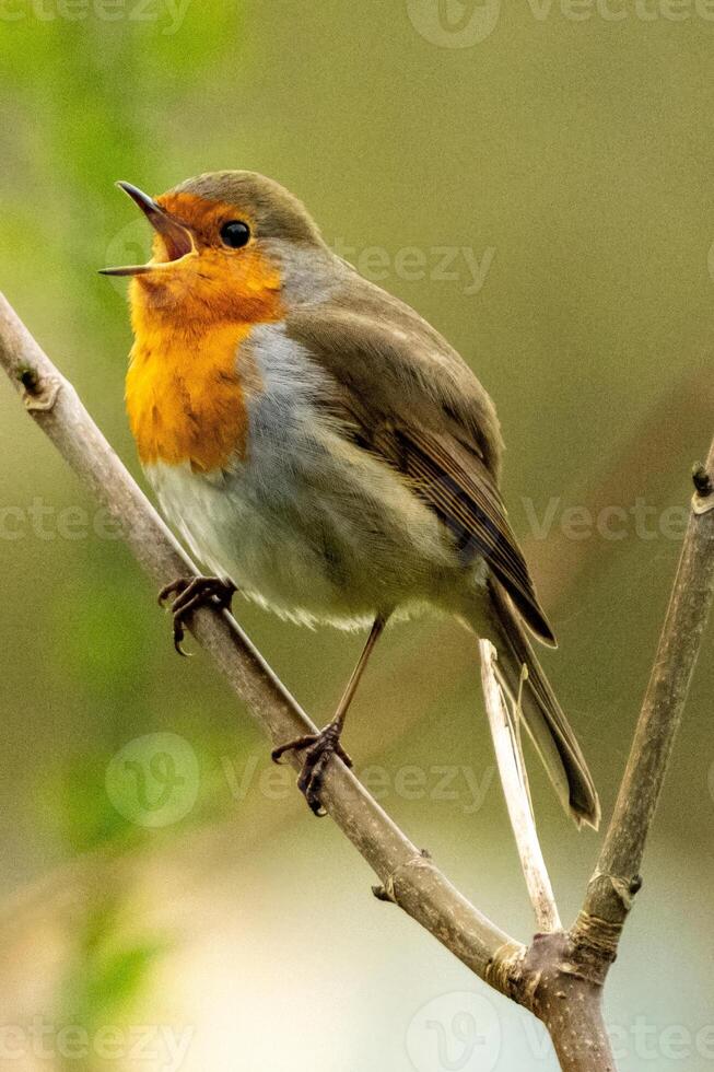 cantando pettirosso seduta su un' ramo foto