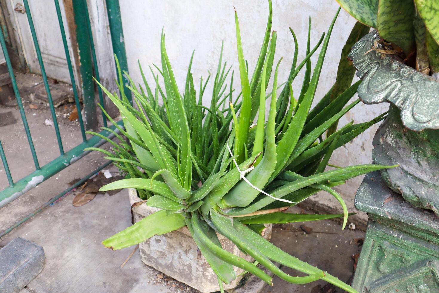 un' aloe Vera pianta su il pentola foto