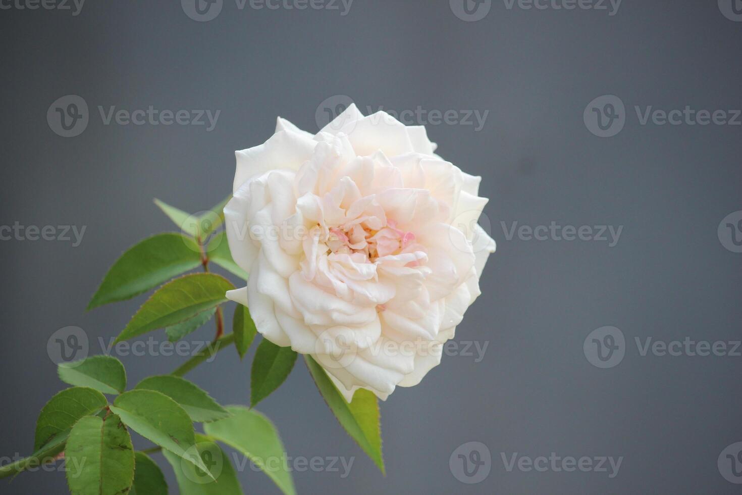 vicino su di bianca Rose con un' sfocato sfondo, nel davanti di il terrazza di il Casa foto