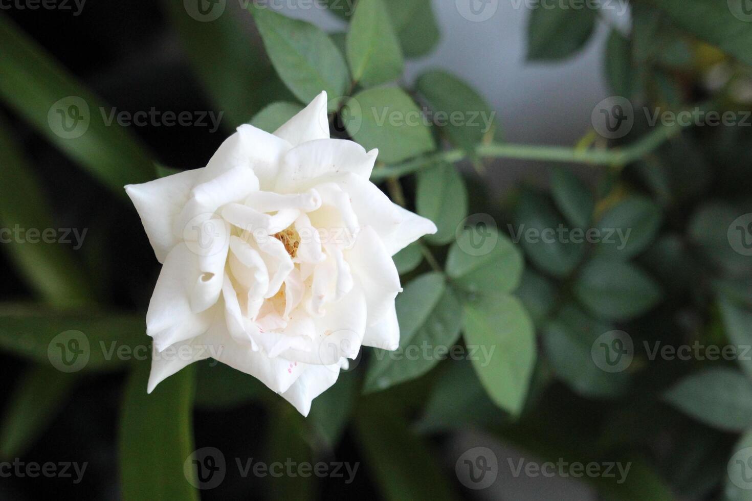 vicino su di bianca Rose con un' sfocato sfondo, nel davanti di il terrazza di il Casa foto