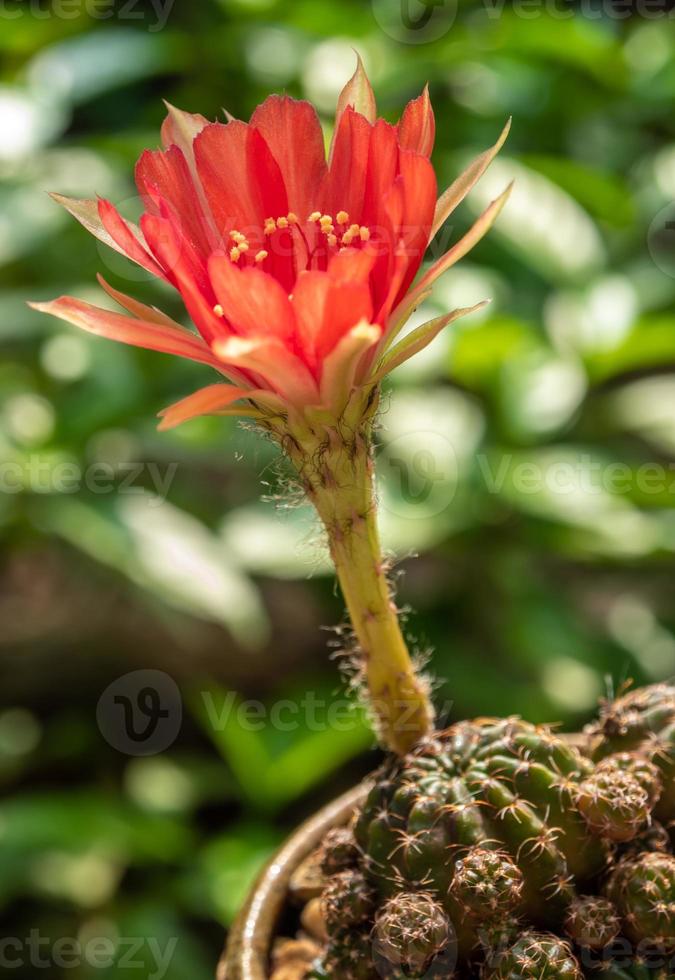 petalo delicato di colore rosso con soffice peloso di fiore di cactus echinopsis foto