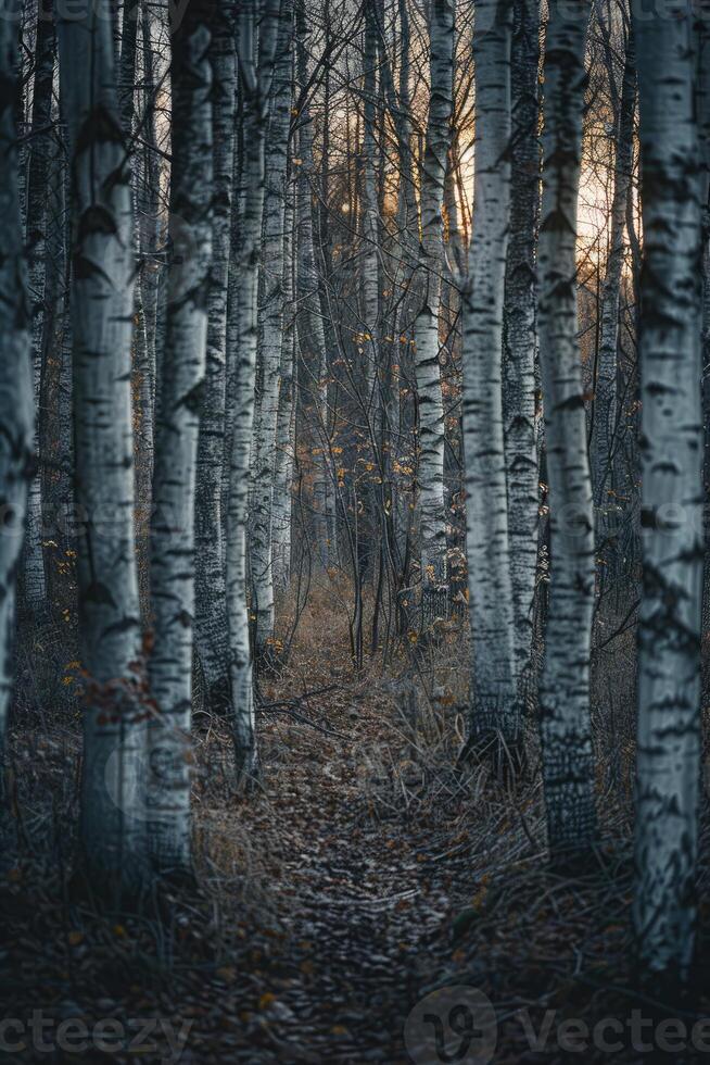 ai generato un' rilassante foresta di bianca betulle foto