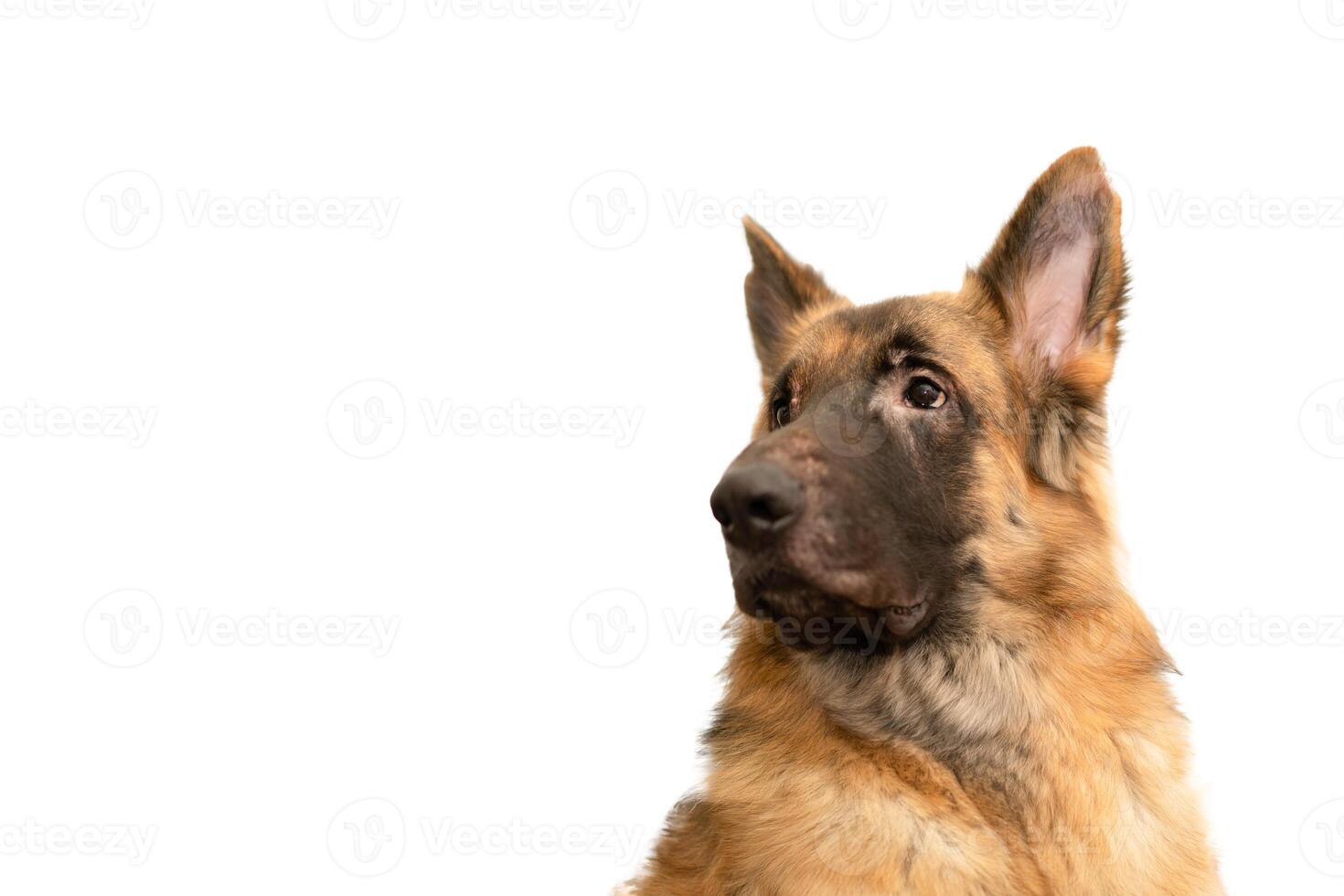 cane colpo alla testa ritratto isolato foto