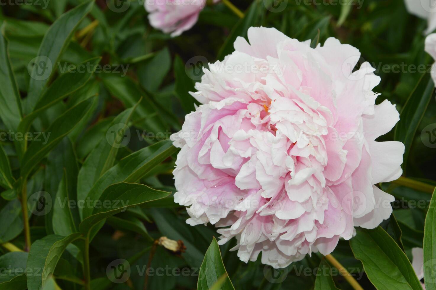 delicato fiori di leggero rosa peonie fioritura contro un' sfondo di verde le foglie. primavera estate fiori nel il parco. foto